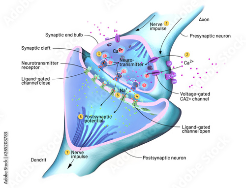 Tableau sur toile Cross section of a synapse or neuronal connection with a nerve cell - 3d illustr