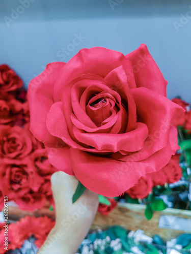 Woman hand holding beautiful red rose flower.