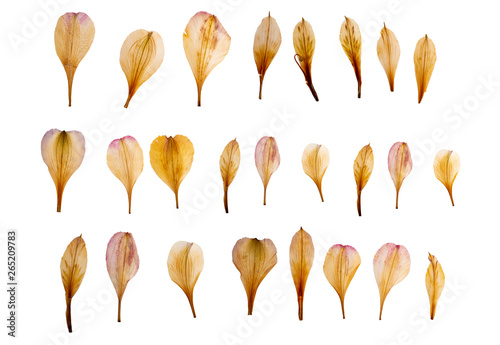 Dry and pressed petals of lily flowers. Herbarium. Dry plants. Petals set