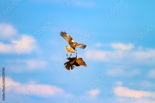 Fotografie, Obraz Birds fighting