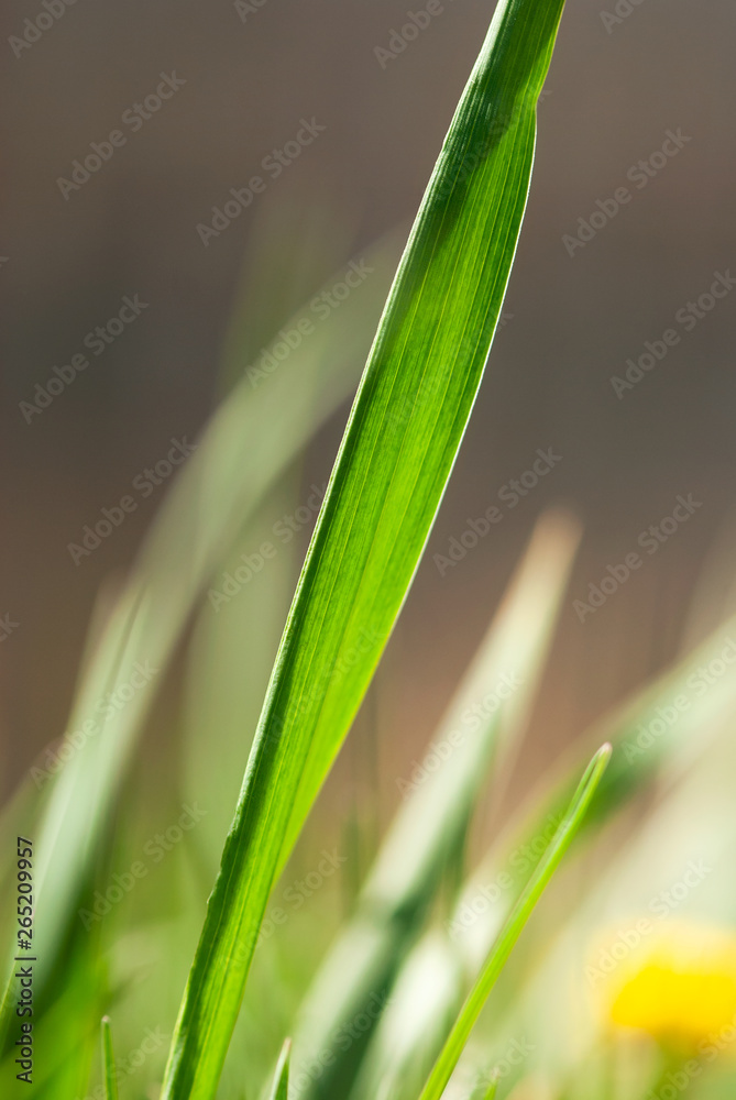 Green Grass Blade Green Grass Blade