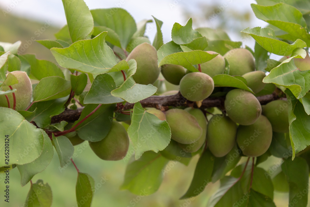 Apricot Branch With Closeup Small Fruits Apricot Branch With Closeup Small Fruits