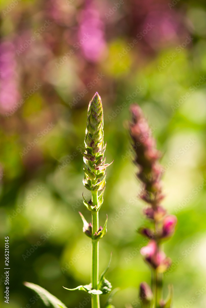 Salvia Buds