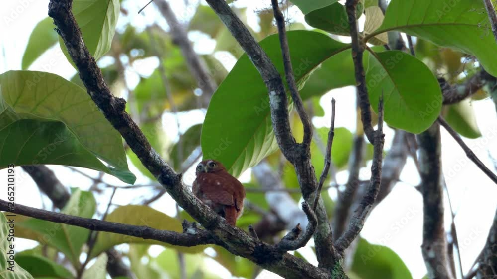 Tropical owl bird in its natural habitat in the forest. Owls are birds from the order Strigiformes, which includes about 200 species of mostly solitary and nocturnal birds of prey typified by an upri Tropical owl bird in its natural habitat in the forest. Owls are birds from the order Strigiformes, which includes about 200 species of mostly solitary and nocturnal birds of prey typified by an upri