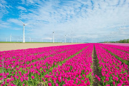 Field with flowers along wind turbines below a blue sky in sunlight in spring