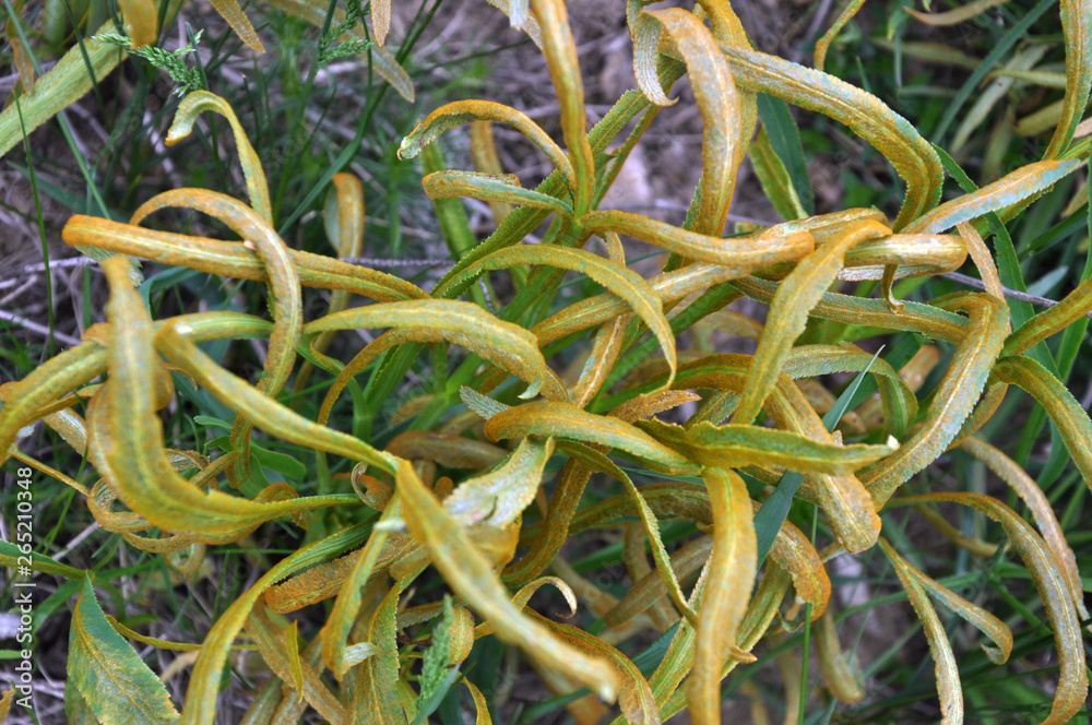 In the wild is growing Falcaria vulgaris