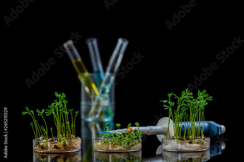 Genetically modified plant tested in petri dish with chemical solution in test tube .on black photo