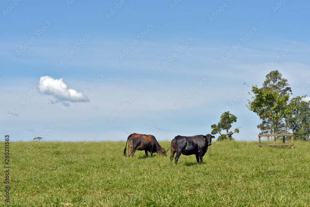 Cow on pasture and cloud isolated on sky Cow on pasture and cloud isolated on sky