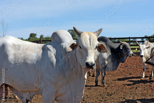 Cattle of the Nelore breed in the corral photo