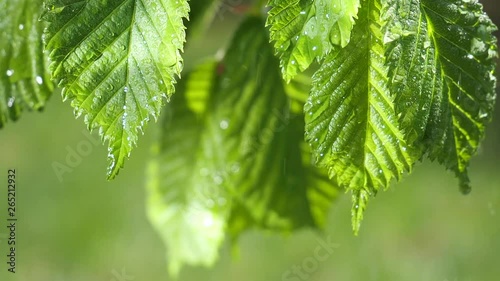 Green grass in nature with raindrops