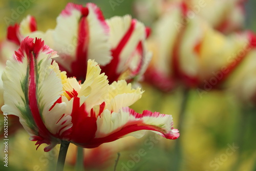 parrot Tulip 'Flaming Parrot' Tulipa ×gesneriana Parrot
