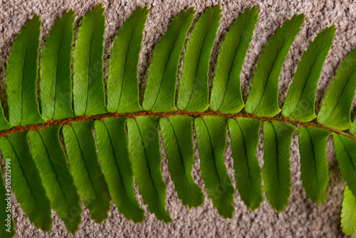 Background with green fern leaves. photo