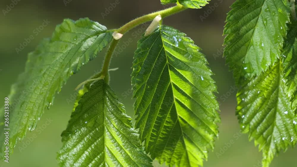 Green leaf with raindrops in the summer in nature develops in the wind Green leaf with raindrops in the summer in nature develops in the wind