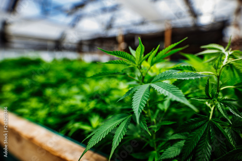 Cannabis homegrown in a greenhouse photo