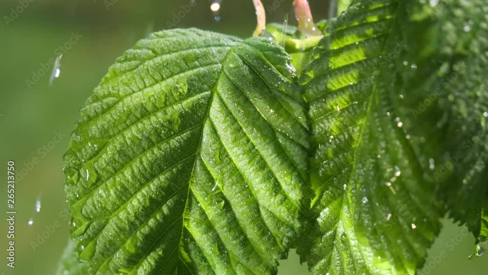 water rain drop with fresh green leaf for nature background of close up dew drop fall from leaf