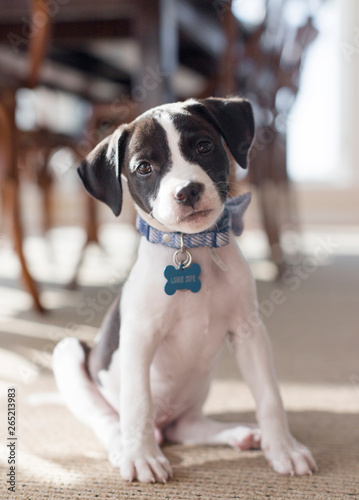 Cute black and white puppy with a collar inside