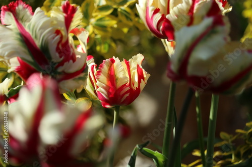 parrot Tulip 'Flaming Parrot' Tulipa ×gesneriana Parrot