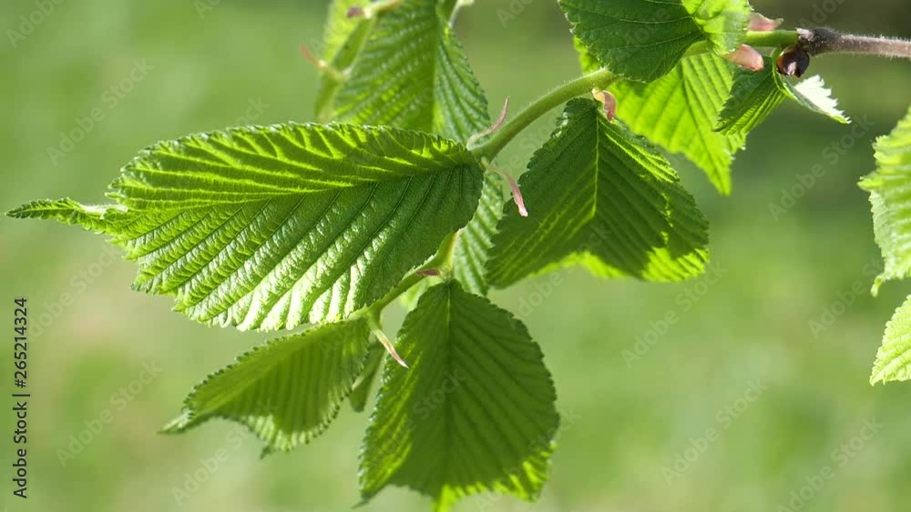 Green leaf with raindrops in the summer in nature develops in the wind Green leaf with raindrops in the summer in nature develops in the wind
