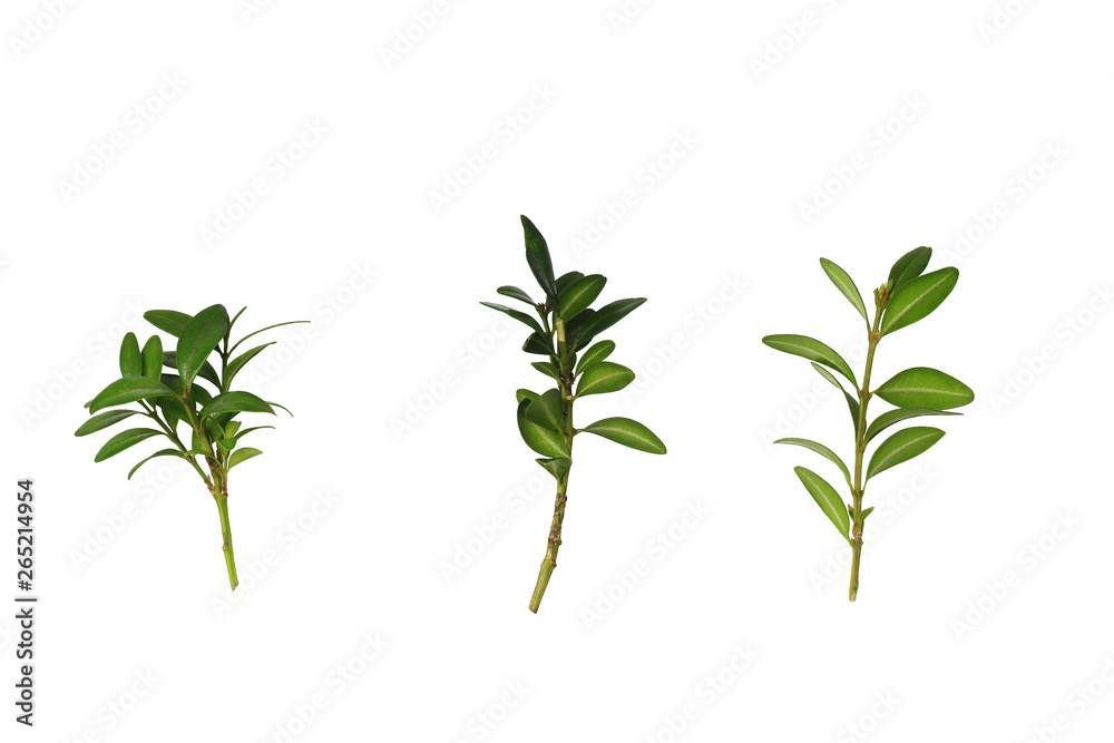 Fototapeta premium green leaf for decoration isolated on white background