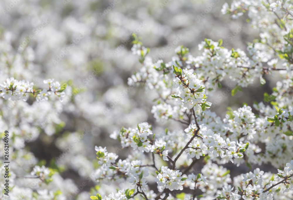 Blooming blackthorn Prúnus spinósa in partial optical blur, spring background, copy space Blooming blackthorn Prúnus spinósa in partial optical blur, spring background, copy space