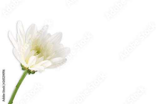 white chrysanthemum flower isolated on white background