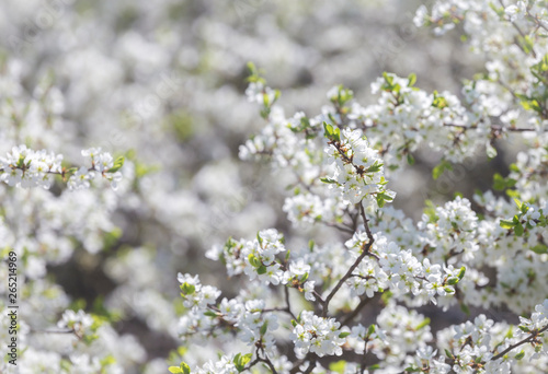 Blooming blackthorn Prúnus spinósa in partial optical blur, spring background, copy space © sunday_morning