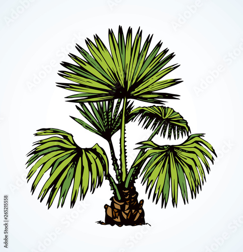 Tropical bush. Vector drawing