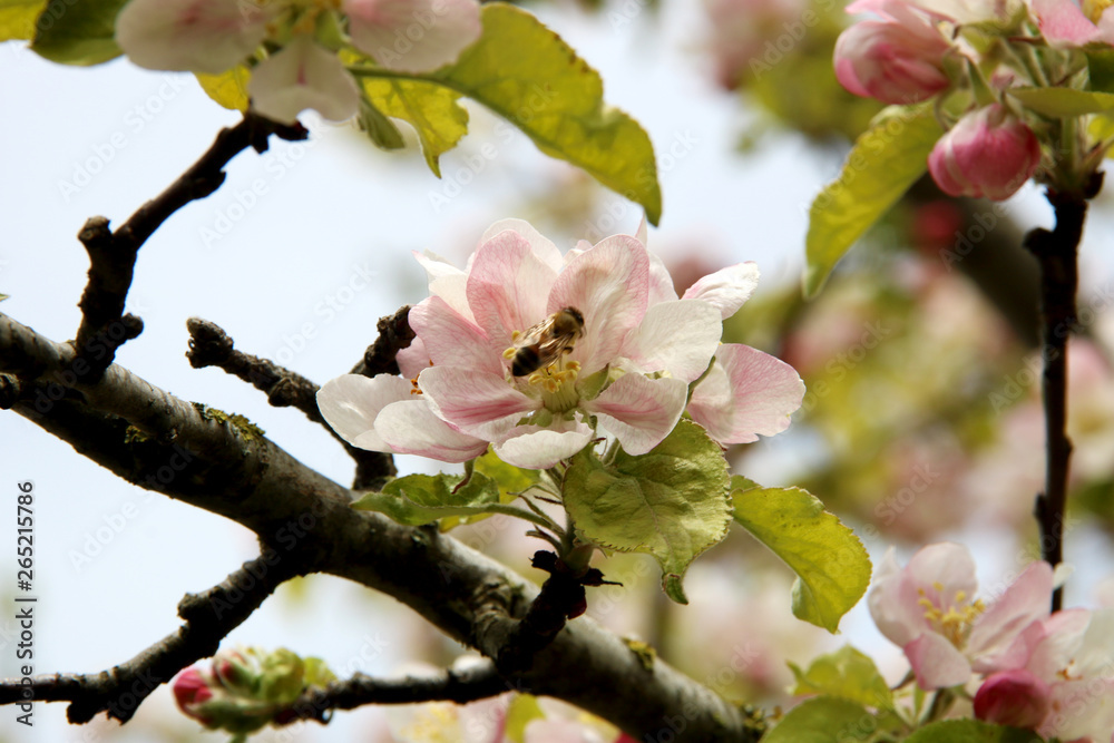 The honey bee gathers nectar from the flower of the Apple tree. Bee collecting pollen The honey bee gathers nectar from the flower of the Apple tree. Bee collecting pollen
