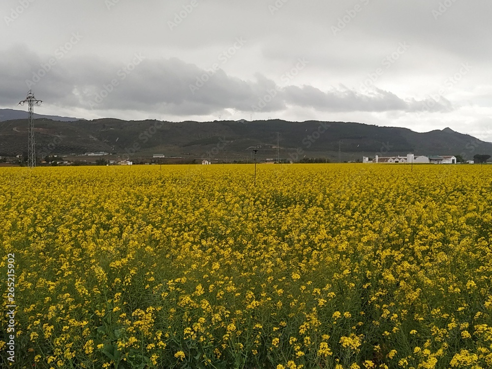 Campo de colza, flores amarillas en Antequera provincia de Málaga, Andalucía, España.