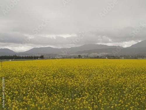 Campo de colza  flores amarillas en Antequera provincia de M  laga  Andaluc  a  Espa  a.