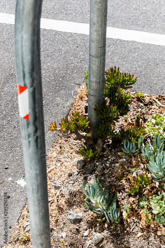 Succulents growing on Melbourne sidewalk with protection barrier.