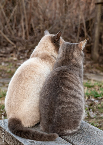 Two cute cats sit together on a wooden bench, in the countryside, against the background of a bush, on a spring evening. Love and friendship pets.