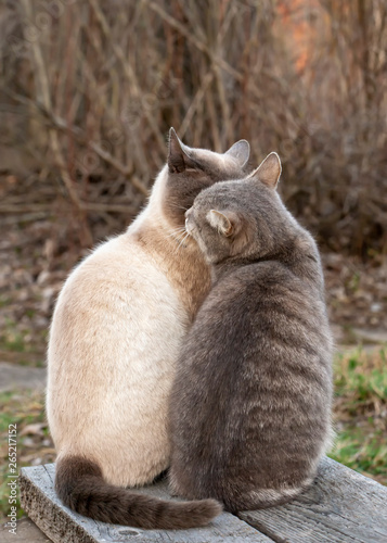 Two cute cats kiss while sitting next to a wooden bench, in the countryside, against the backdrop of bush in spring evening. Love and friendship pets.