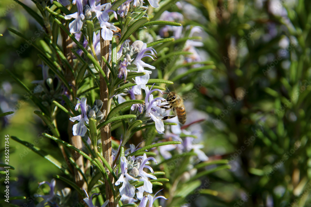 The honey bee gathers nectar from the flower of the Rosemary plant-Rosmarinus officinalis. Bee collecting pollen