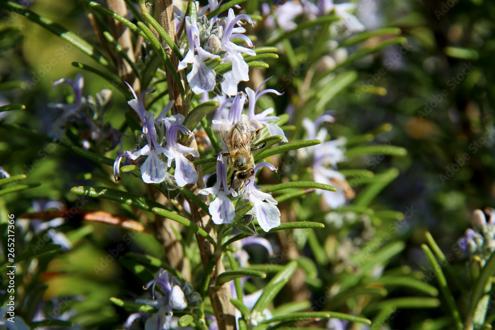 The honey bee gathers nectar from the flower of the Rosemary plant-Rosmarinus officinalis. Bee collecting pollen The honey bee gathers nectar from the flower of the Rosemary plant-Rosmarinus officinalis. Bee collecting pollen