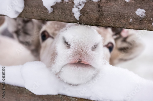 Reindeer pushes muzzle through fence rail