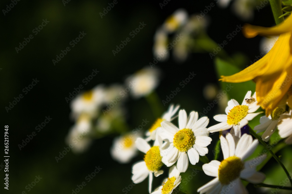 a bouquet of bright spring flowers of various types a bouquet of bright spring flowers of various types