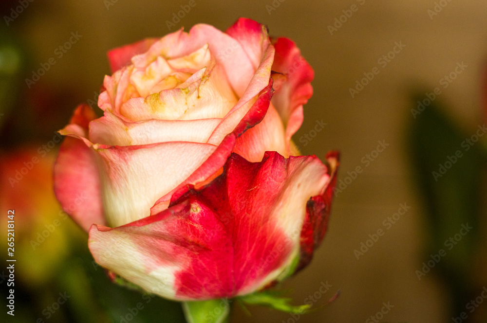 Beautiful yellow-red Rose flower. Nature. close up, selective focus Beautiful yellow-red Rose flower. Nature. close up, selective focus