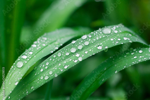 Grass background with water drops