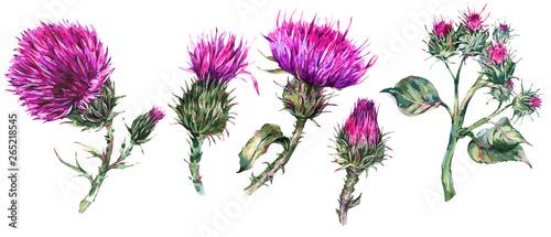 Vintage watercolor set of thistle, wild flowers, meadow herbs, leaves branches