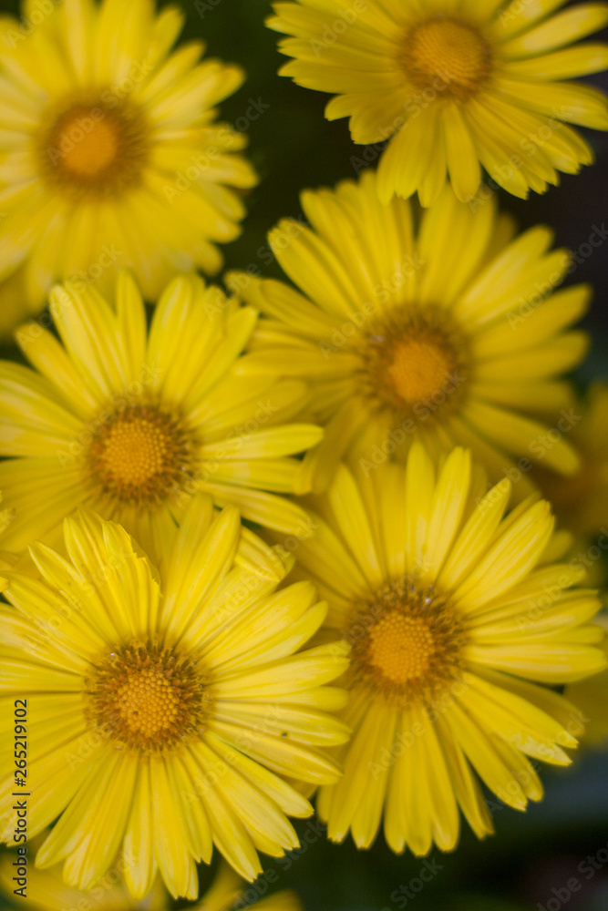 Natural summer background with yellow flowers Natural summer background with yellow flowers
