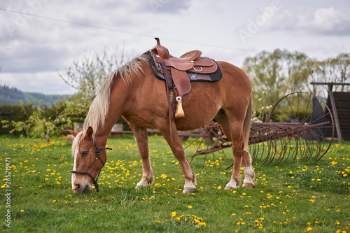 Beautiful brown ridin horse saddled up with rodeo style saddle and ready to be ridden waiting, resting and grazing on the pasture land or meadow yellow blossoms of dandelions during spring cloudy day