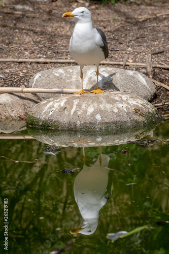 Gaviota de Audouin photo