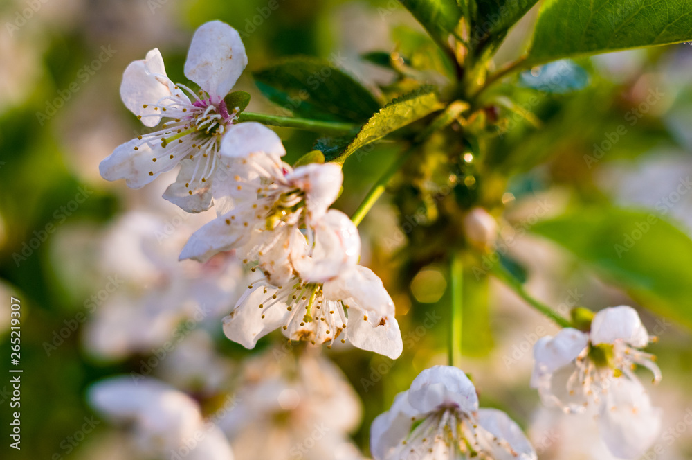 Background blooming beautiful white cherries in raindrops on a sunny day in early spring close up, soft focus