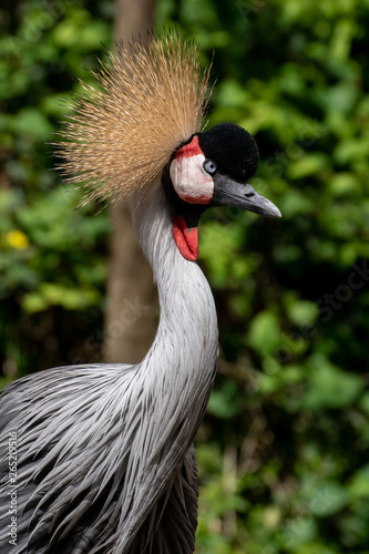Grulla Coronada - Grey Crowned Crane