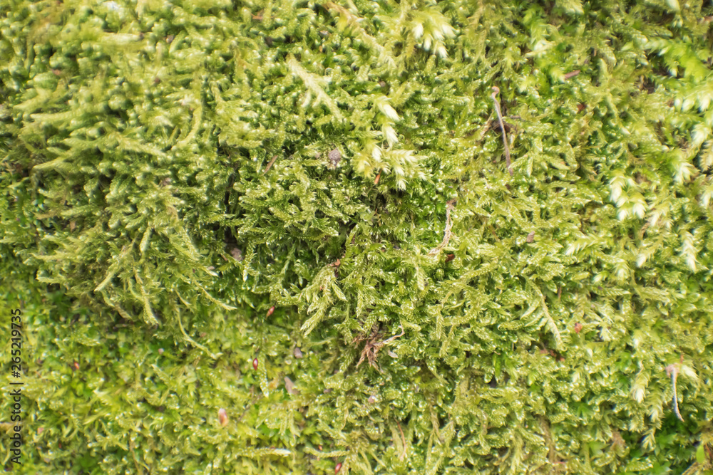 Green moss background in spring. Green moss background in spring.