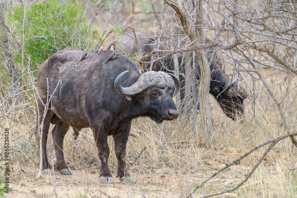 Obraz premium African Buffalo (Syncerus caffer)