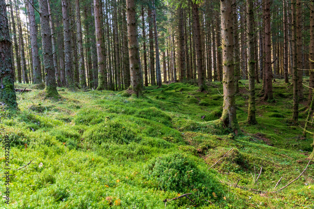 Fototapeta Pine forest in Scotland