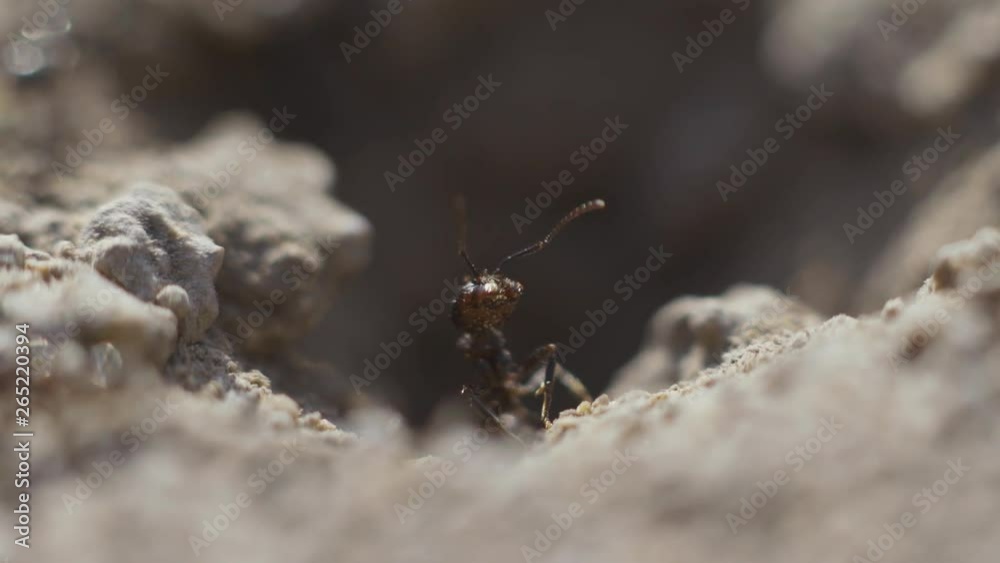 4k Macro view of a colony of Ants on nest, they forage working together. Sunset super close-up shot