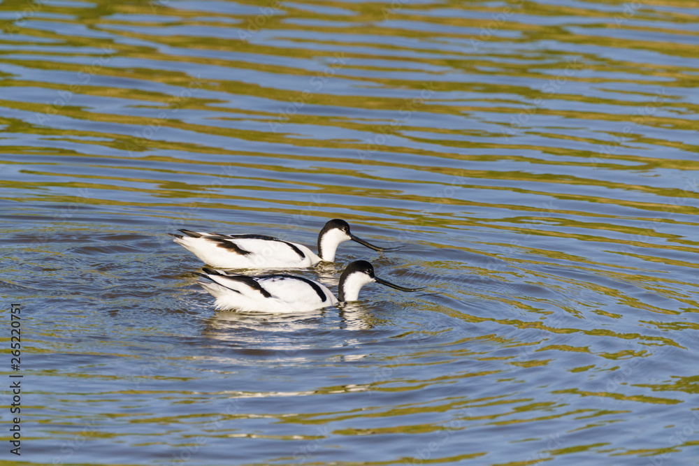 Pied Avocet (Recurvirostra avosetta) Pied Avocet (Recurvirostra avosetta)